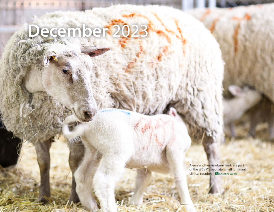 Monthly Animal Health Calendar - University of Saskatchewan, Page 26