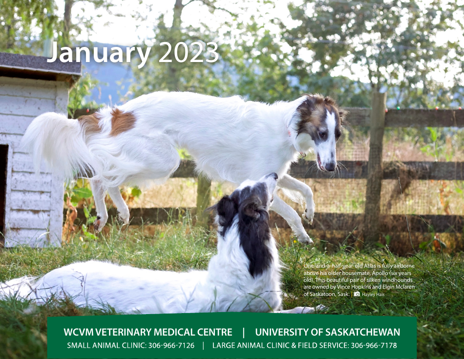 Monthly Animal Health Calendar - University of Saskatchewan, Page 4