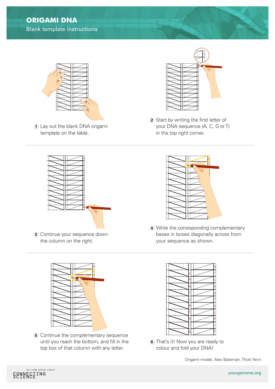 Origami*DNA Taxonomy Classification Diagram as a Helpful Biology Study Aid