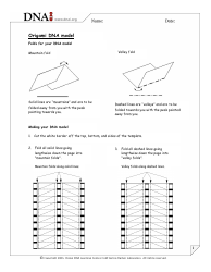 Origami Dna Model
