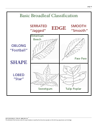 Congaree K12 Lesson Plan: Leaf Classification, Page 8