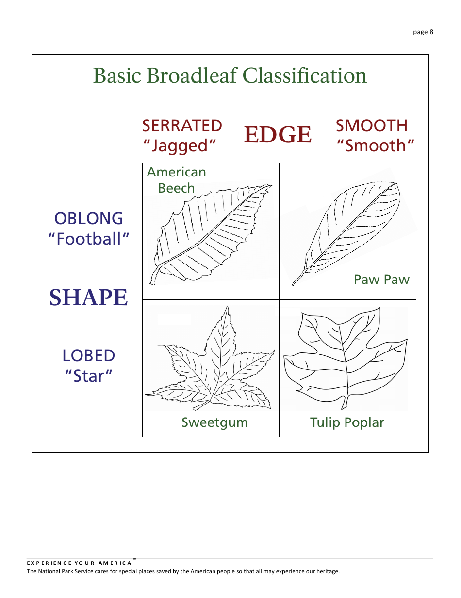 Congaree K12 Lesson Plan: Leaf Classification, Page 8