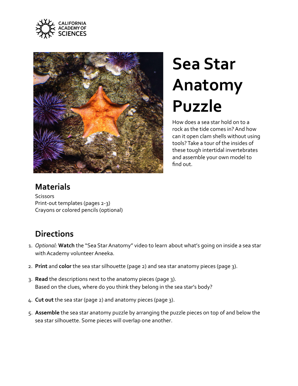 Sea Star Templates - Professional and Versatile Document Templates for All Your Needs