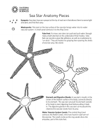 Sea Star Templates, Page 3