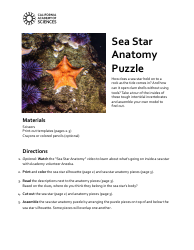 Document preview: Sea Star Templates