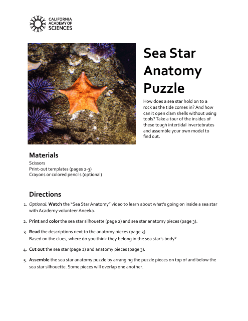Sea Star Templates