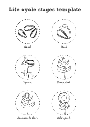 3d Sunflower Life Cycle Templates, Page 4