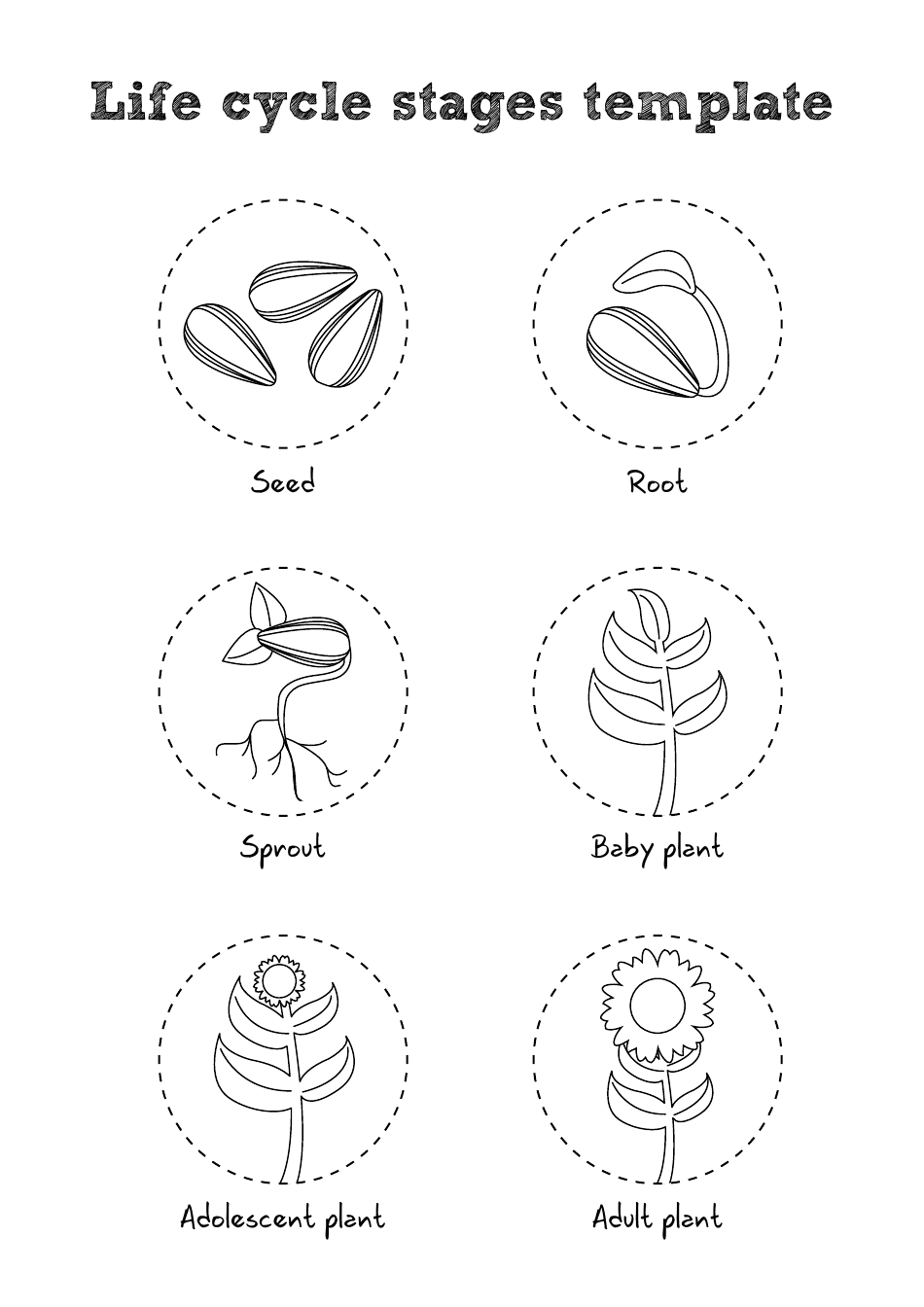 3d Sunflower Life Cycle Templates, Page 4