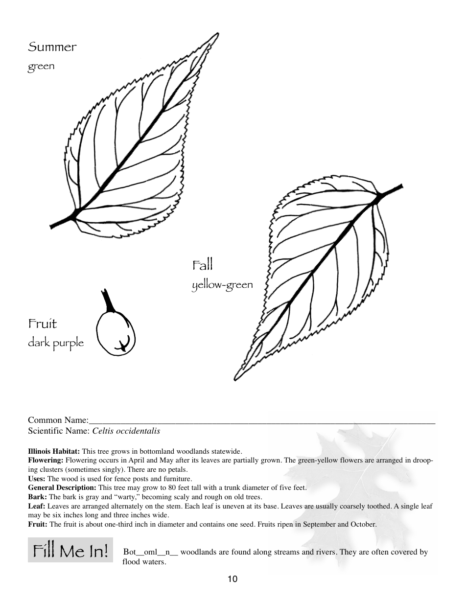 Illinois Trees Activity Book - Illinois, Page 10