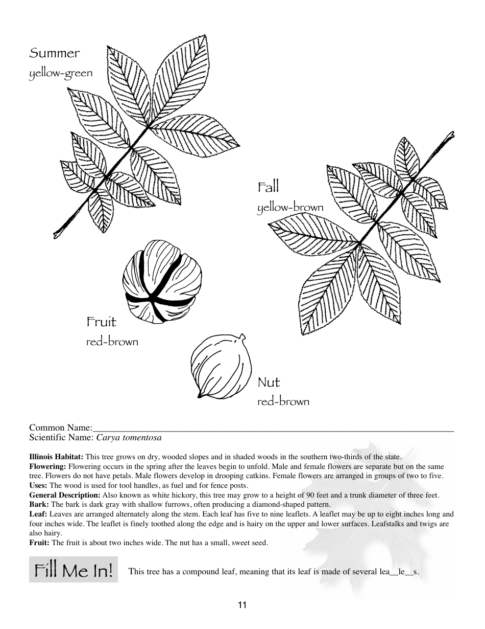 Illinois Trees Activity Book - Illinois, Page 11