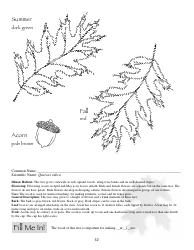 Illinois Trees Activity Book - Illinois, Page 12