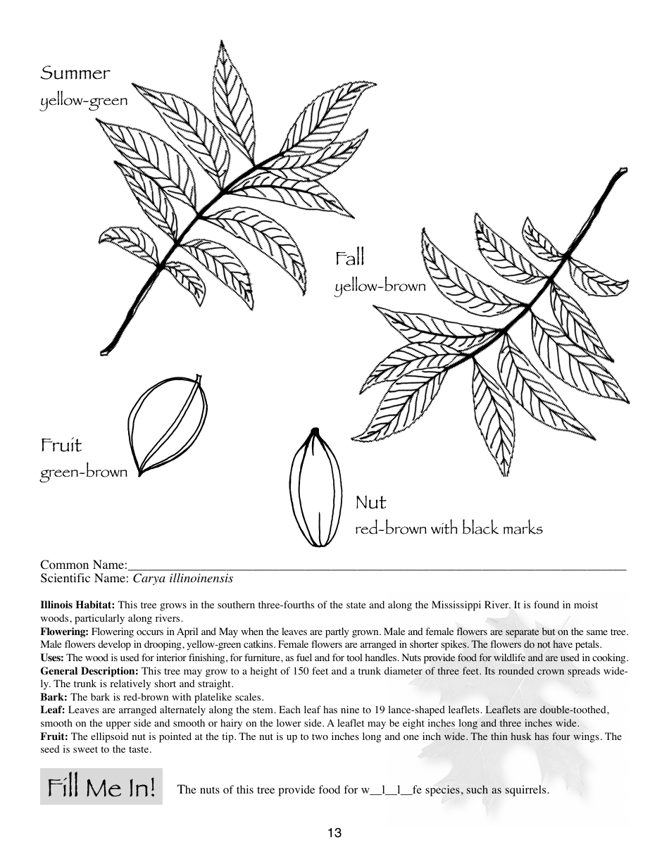 Illinois Trees Activity Book - Illinois, Page 13