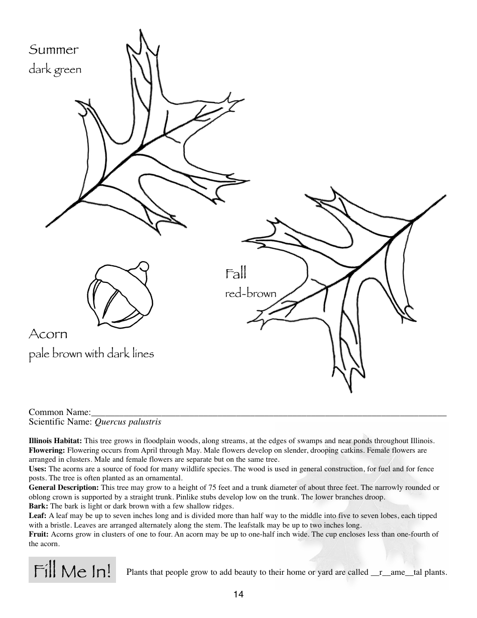 Illinois Trees Activity Book - Illinois, Page 14