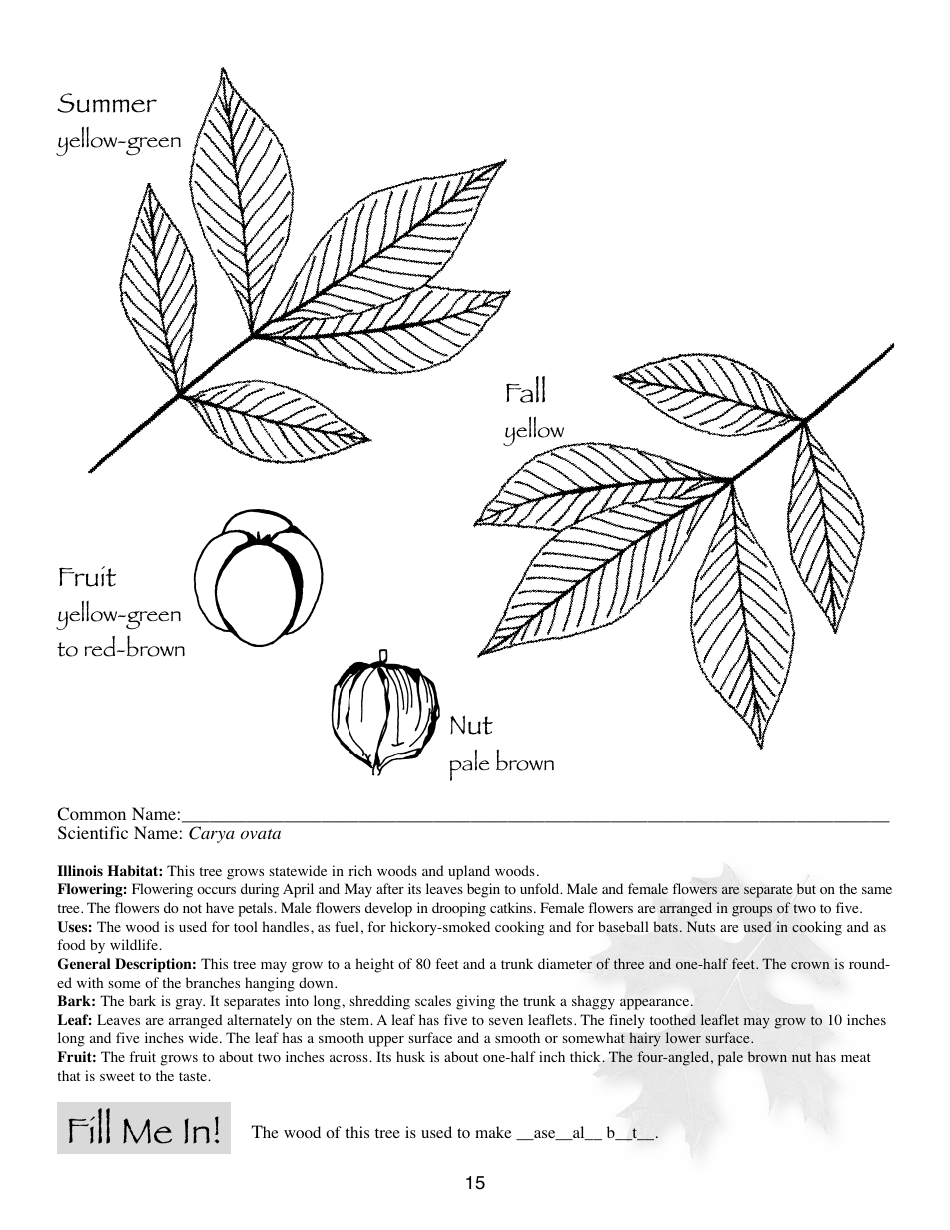 Illinois Trees Activity Book - Illinois, Page 15