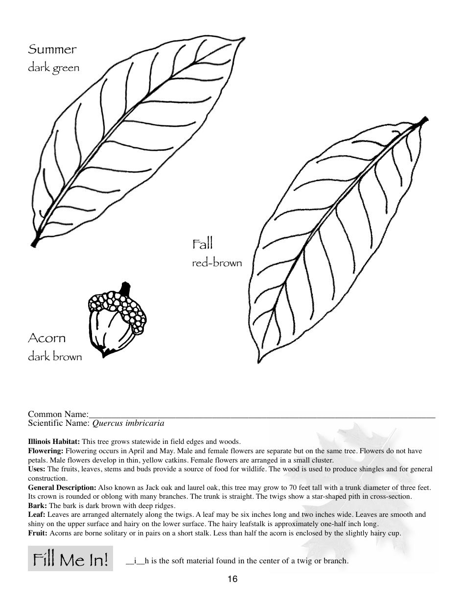 Illinois Trees Activity Book - Illinois, Page 16