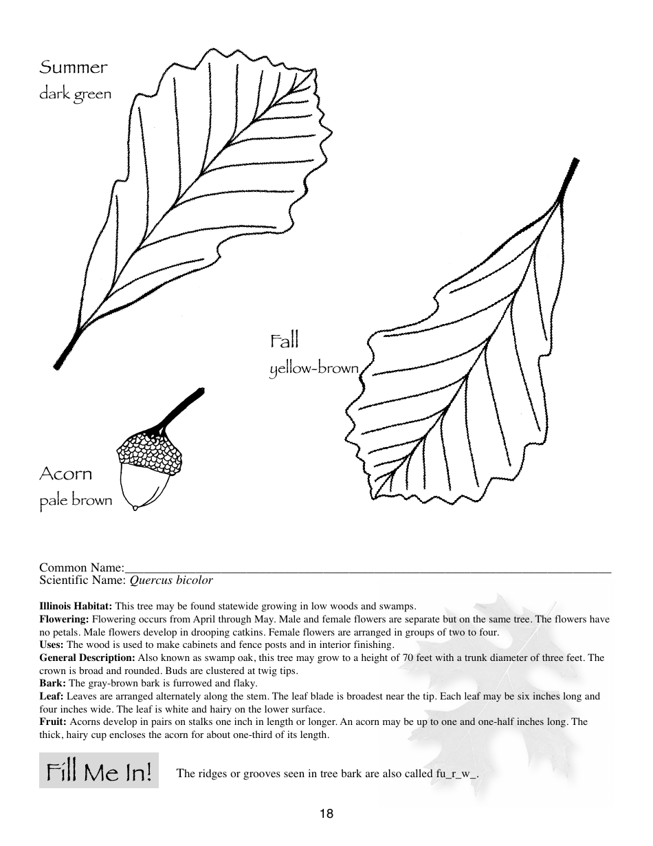 Illinois Trees Activity Book - Illinois, Page 18