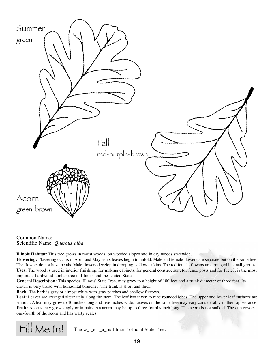 Illinois Trees Activity Book - Illinois, Page 19