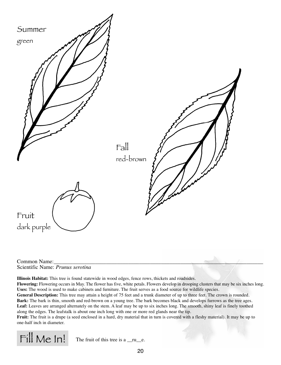 Illinois Trees Activity Book - Illinois, Page 20