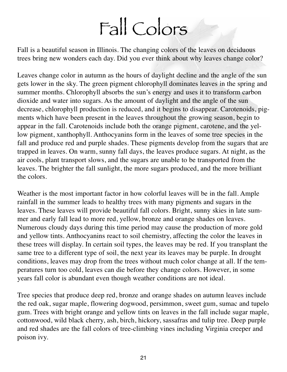 Illinois Trees Activity Book - Illinois, Page 21