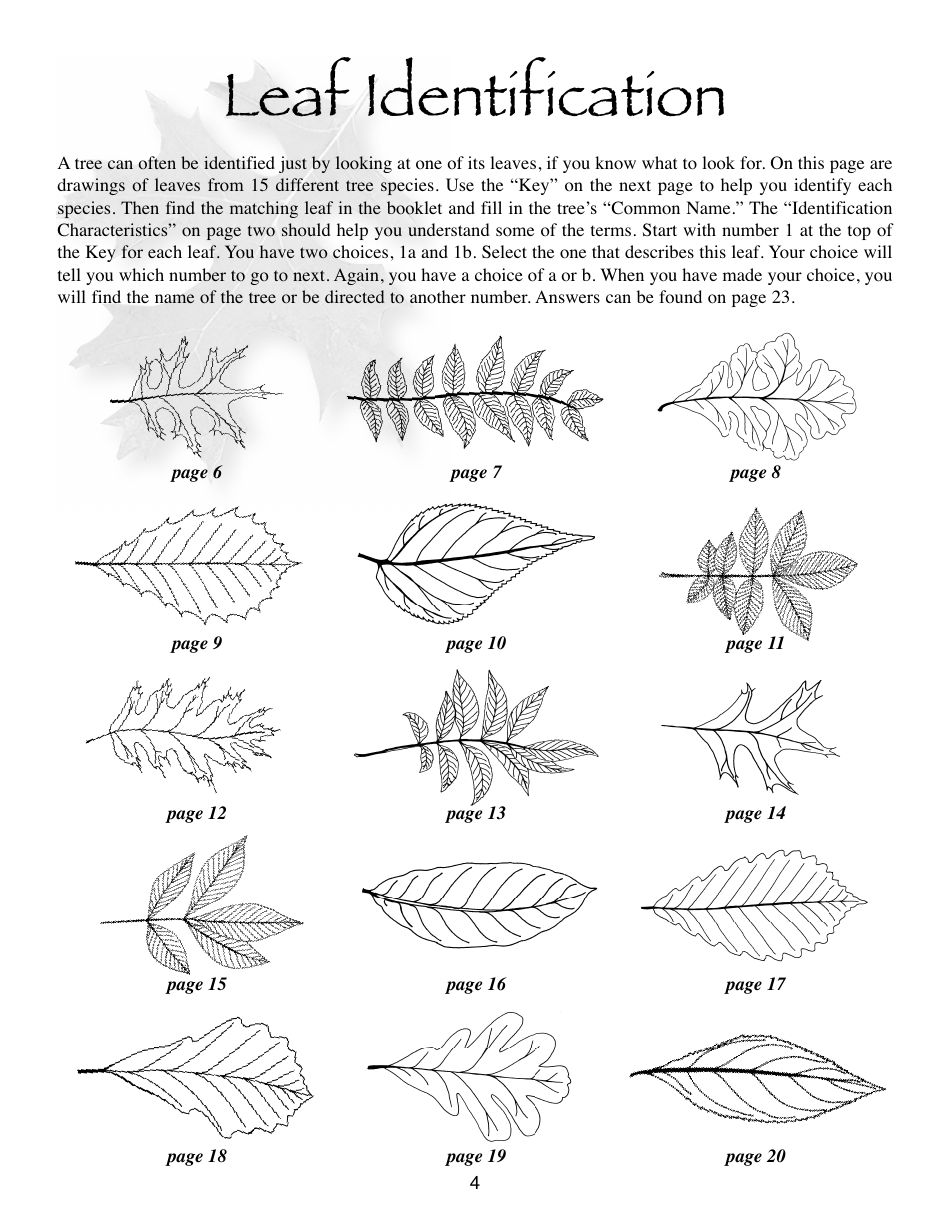 Illinois Trees Activity Book - Illinois, Page 4