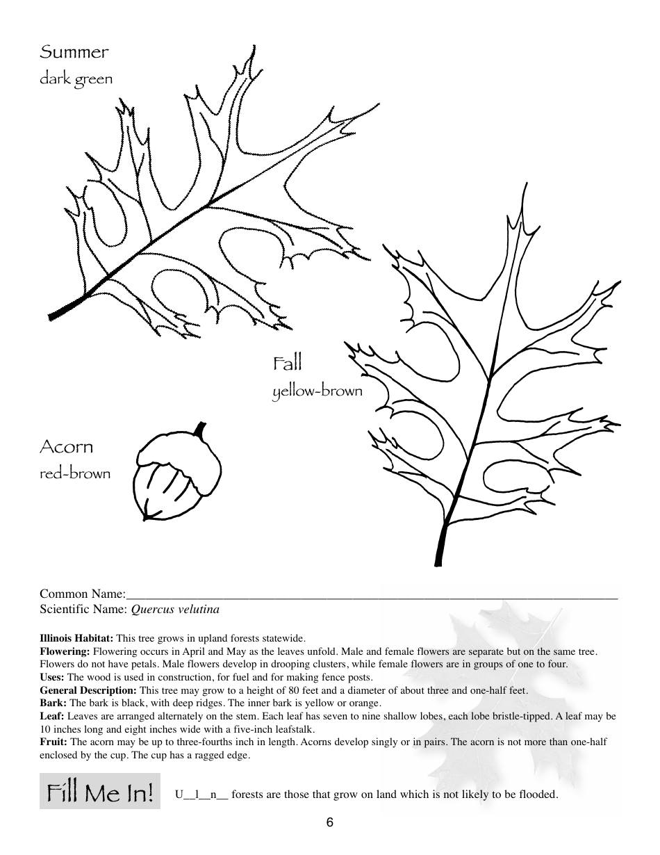 Illinois Trees Activity Book - Illinois, Page 6