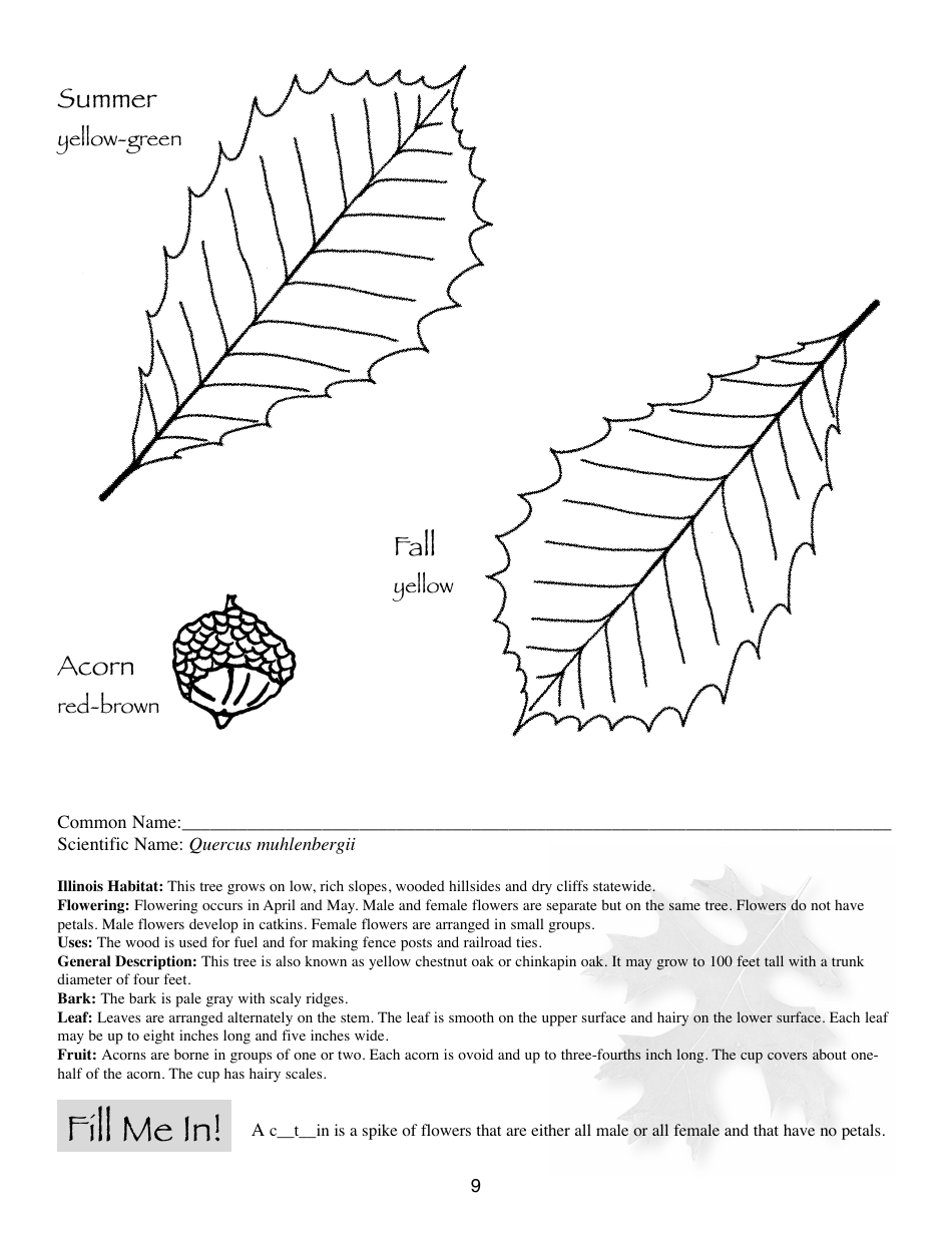 Illinois Trees Activity Book - Illinois, Page 9