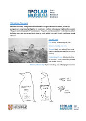 Document preview: Felt Penguin Sewing Pattern Template