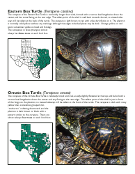 Form PWD1005 Box Turtle Sighting Report Form - Texas, Page 2