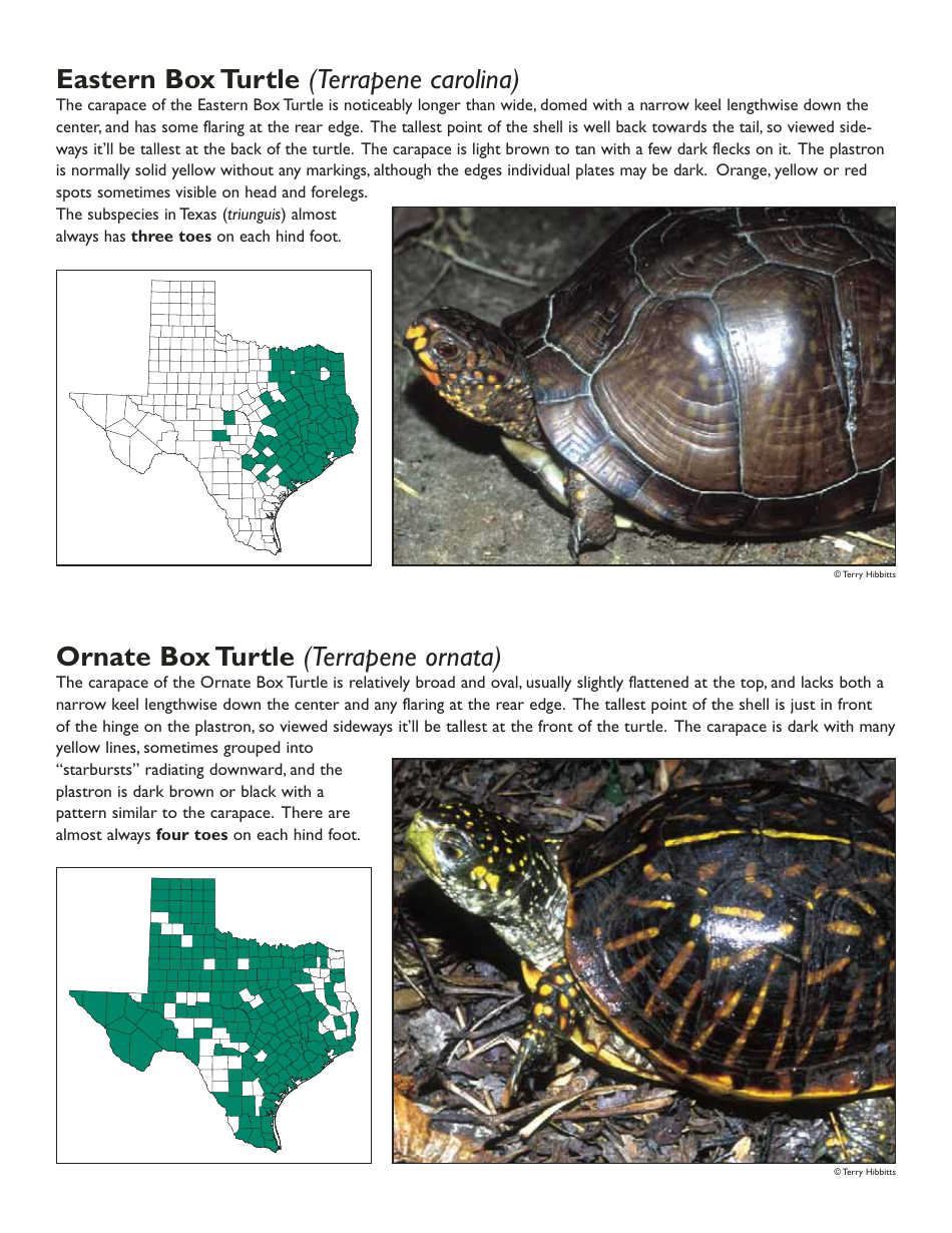 Form PWD1005 Box Turtle Sighting Report Form - Texas, Page 2