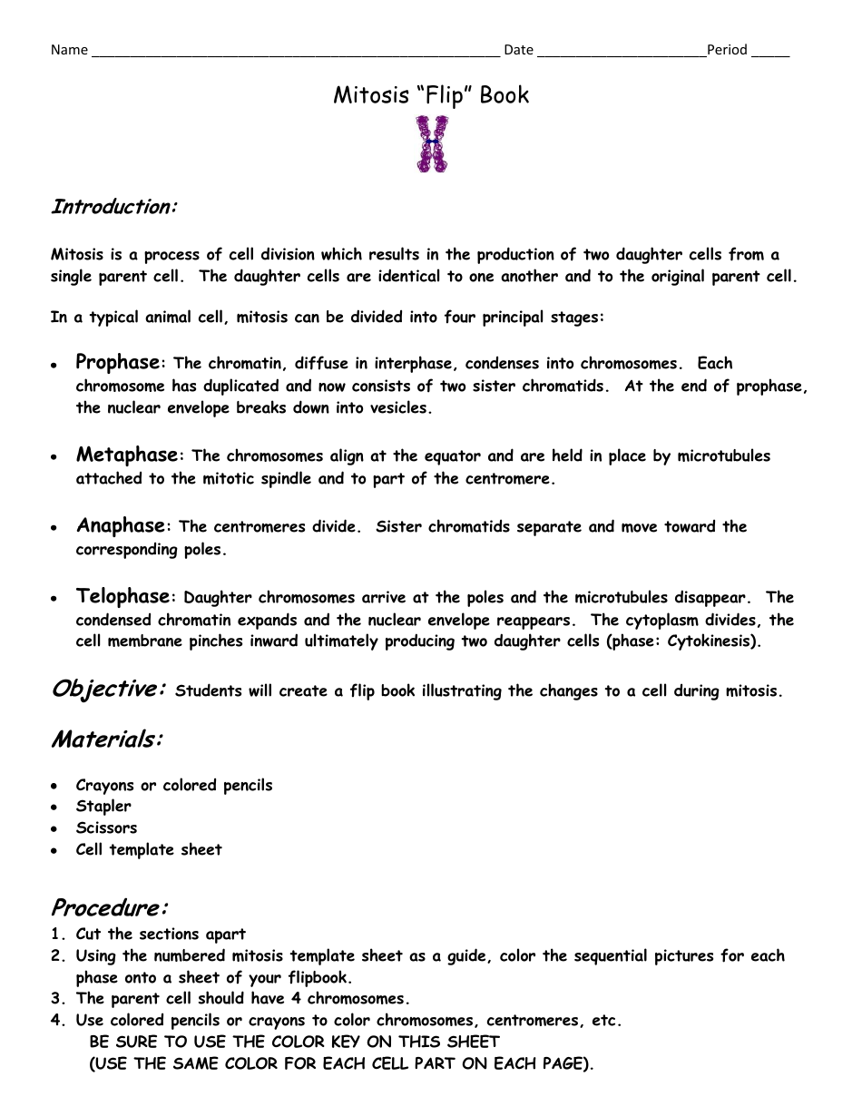 Mitosis Flip Book Template - Blank cover for customizable mitosis flip book