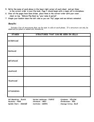 Mitosis Flip Book Template, Page 2