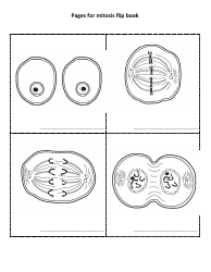 Mitosis Flip Book Template, Page 4