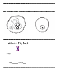 Mitosis Flip Book Template, Page 5