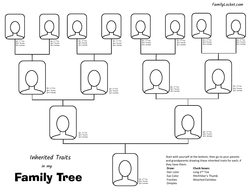 Inherited Traits Family Tree Template - Customizable Document Illustrating Genetic Lineage