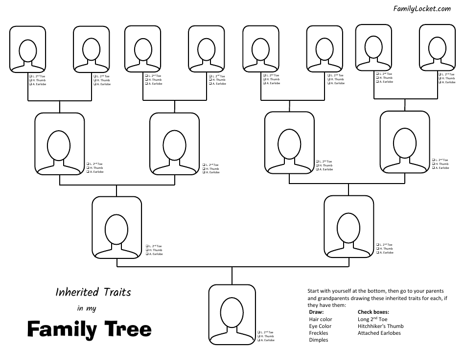 Inherited Traits Family Tree Template - Customizable Document Illustrating Genetic Lineage