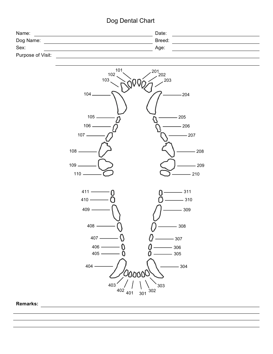 Dog Dental Chart Template - Tooth Anatomy Diagram