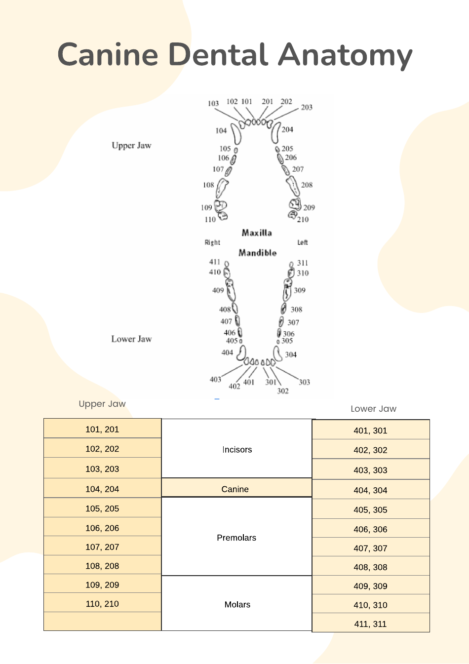 canine-dental-chart-download-printable-pdf-templateroller