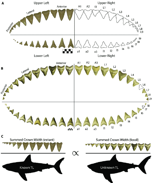 Shark Tooth Chart