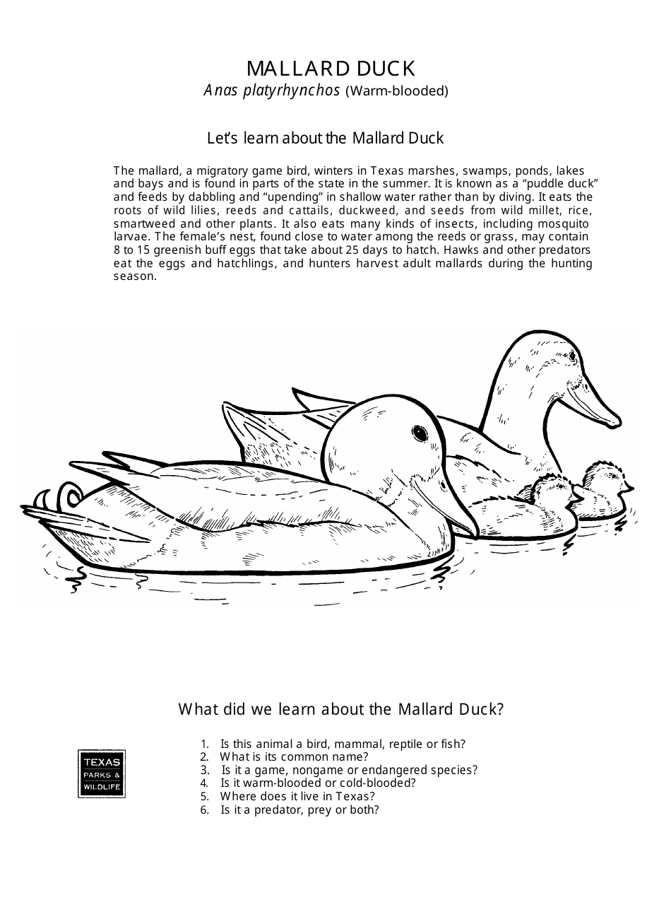 Texas Wildlife Coloring Book - Texas, Page 3