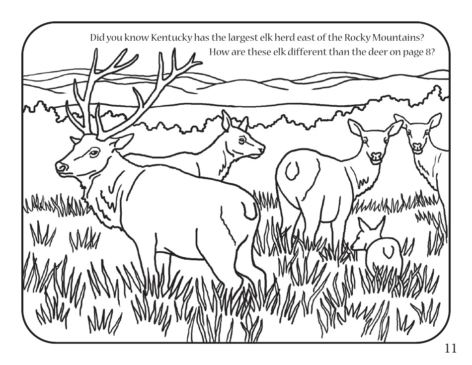 Fun With Fish and Wildlife Activity Book - Kentucky, Page 13
