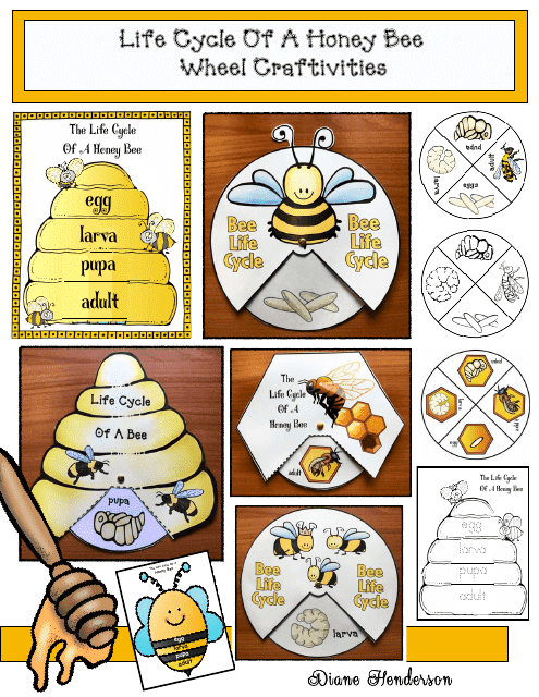 Honey Bee Life Cycle Wheel Templates