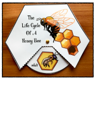 Honey Bee Life Cycle Wheel Templates, Page 12