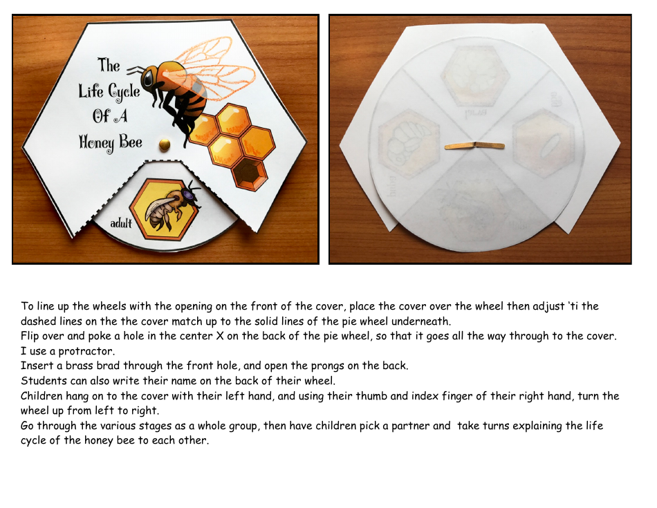 Honey Bee Life Cycle Wheel Templates, Page 13