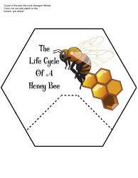 Honey Bee Life Cycle Wheel Templates, Page 14