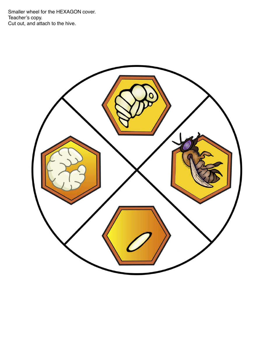 Honey Bee Life Cycle Wheel Templates, Page 15
