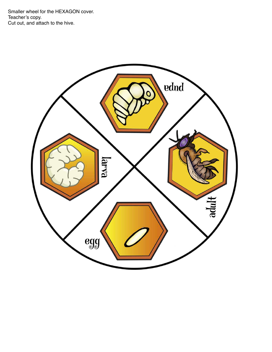 Honey Bee Life Cycle Wheel Templates, Page 16
