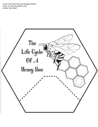 Honey Bee Life Cycle Wheel Templates, Page 17
