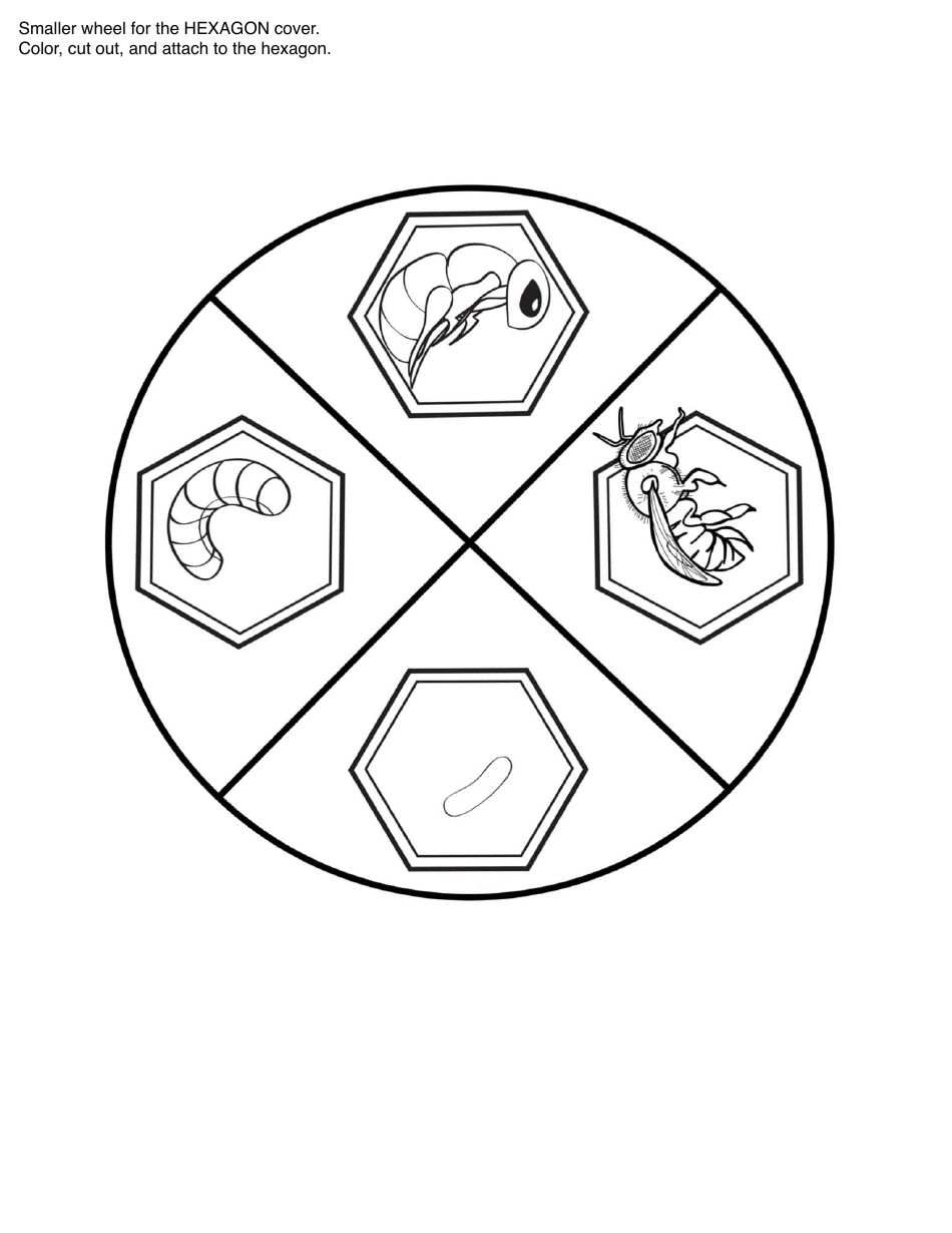 Honey Bee Life Cycle Wheel Templates, Page 18