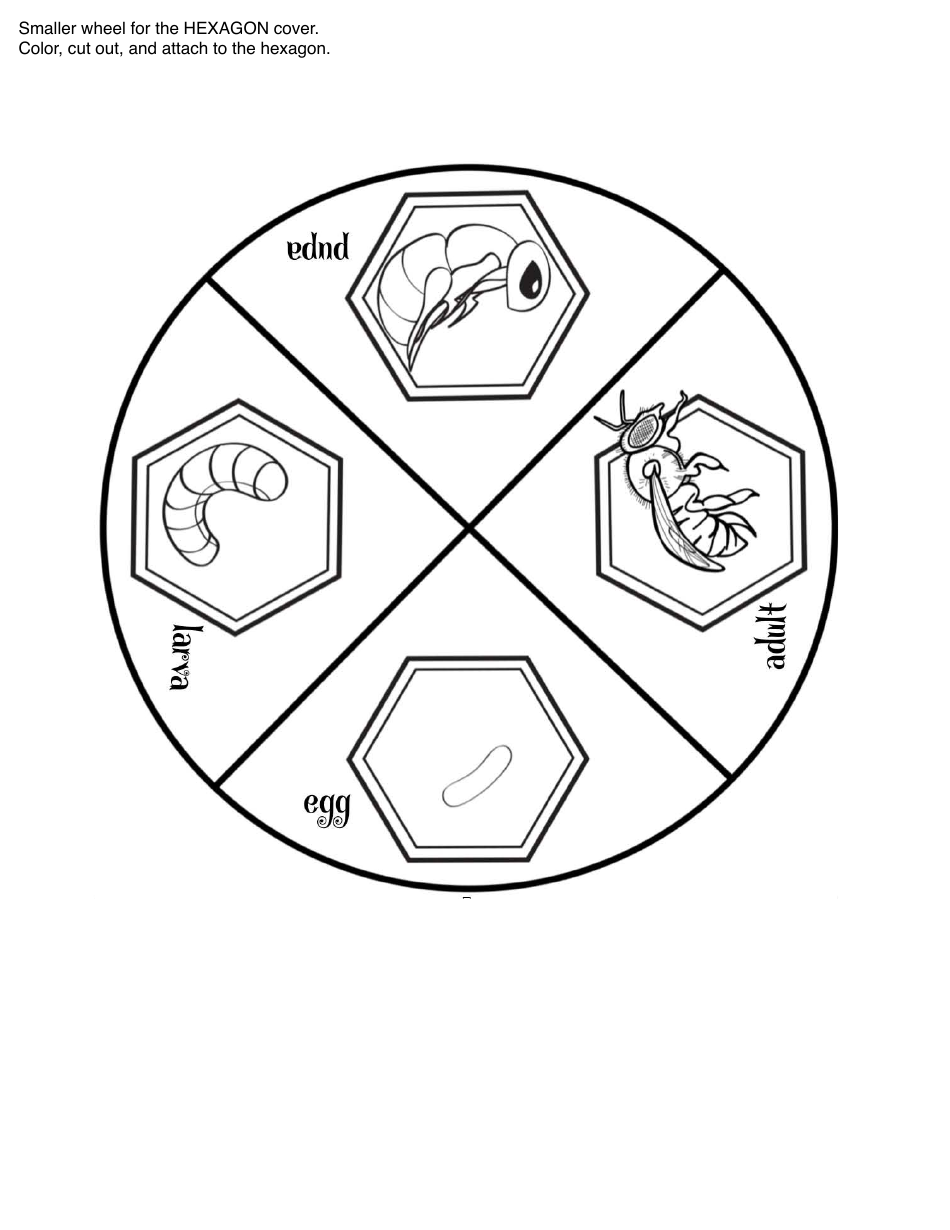 Honey Bee Life Cycle Wheel Templates, Page 19