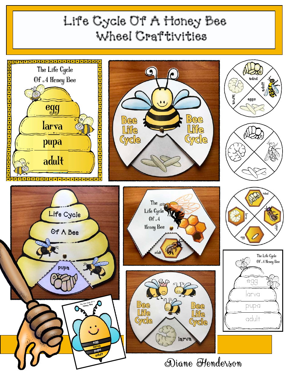 Honey Bee Life Cycle Wheel Template - Outer Ring